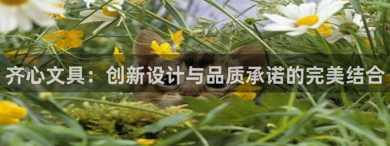 ag九游会线路：齐心文具：创新设计与品质