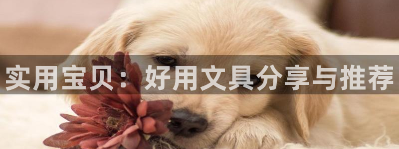 曝光九游会：实用宝贝：好用文具分享与推荐