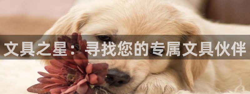 ag九游会国际：文具之星：寻找您的专属文